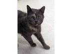 Adopt Rosalyn a Domestic Shorthair / Mixed (short coat) cat in Neillsville