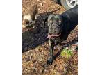 Adopt Raven a Black Cane Corso / Mixed dog in Woodbridge, NJ (41031347)
