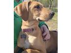 Adopt Vanilla a Brown/Chocolate Anatolian Shepherd / Bloodhound / Mixed (short