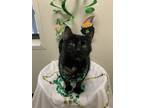 Adopt Liza a All Black Domestic Shorthair / Mixed Breed (Medium) / Mixed (short