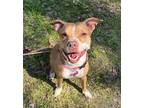 Adopt Carmy a Tan/Yellow/Fawn - with White Staffordshire Bull Terrier / Mixed