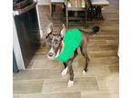 Adopt Mojito a Black - with White Basenji / Labrador Retriever / Mixed dog in