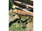 Adopt Castaways Litter: Rose a Brindle German Shepherd Dog / Pit Bull Terrier