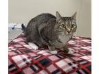 Adopt Percival a Brown Tabby Domestic Shorthair / Mixed Breed (Medium) / Mixed