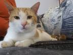Adopt Atlas a Orange or Red Tabby Domestic Shorthair (short coat) cat in