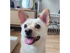 Adopt LOLLIPOP (S. Korea) hz a Jindo / Spitz (Unknown Type