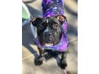 Adopt Halle a Black Staffordshire Bull Terrier / Mixed dog in cypress