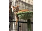 Adopt George a Orange or Red Tabby Domestic Shorthair (short coat) cat in
