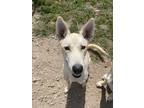 Adopt Snow a Brindle Alaskan Klee Kai / Shepherd (Unknown Type) / Mixed (short