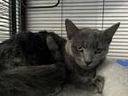 Adopt Fallon a Gray or Blue Domestic Shorthair / Mixed Breed (Medium) / Mixed
