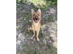 Adopt Copper a Brindle German Shepherd Dog / Mixed Breed (Medium) / Mixed (short