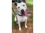 Adopt West a White - with Brown or Chocolate American Staffordshire Terrier dog