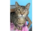 Adopt Snickers a Brown Tabby Domestic Mediumhair / Mixed Breed (Medium) / Mixed
