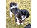Adopt Spaulding a Black - with White Pekingese / Mixed dog in Wharton