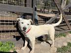 Adopt Pablo a Brindle American Pit Bull Terrier / Mixed Breed (Medium) / Mixed