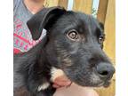 Adopt Irma Gerd a Airedale Terrier / Catahoula Leopard Dog / Mixed dog in El