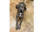 Adopt Nikko a Brindle American Pit Bull Terrier / Mixed Breed (Medium) / Mixed