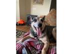 Adopt Hobo a Gray/Silver/Salt & Pepper - with Black Australian Cattle Dog /