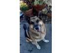 Adopt Rocky a Tan/Yellow/Fawn - with Black German Shepherd Dog / Mixed dog in