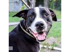 Adopt Chance a Black - with White Labrador Retriever / Mixed dog in Olympia