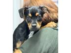 Adopt Virginia a Tricolor (Tan/Brown & Black & White) Jack Russell Terrier /