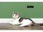 Adopt Violet a Orange or Red Domestic Shorthair / Mixed Breed (Medium) / Mixed