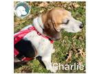 Adopt CHARLIE a Tricolor (Tan/Brown & Black & White) Beagle / Mixed dog in