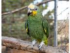 Adopt Bobbi a Amazon bird in Elizabeth, CO (40364272)