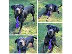 Adopt Ceasar a Black - with Brown, Red, Golden, Orange or Chestnut Rottweiler /