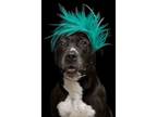 Adopt Maggie a Black American Pit Bull Terrier / Mixed Breed (Medium) / Mixed