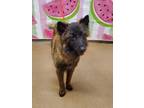 Osa Belgian Malinois Young Female