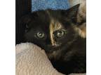 Reese Domestic Shorthair Kitten Female