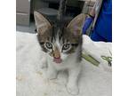 Travis D Texas Domestic Shorthair Kitten Male