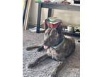 Adopt Pepper a Black - with Gray or Silver Dutch Shepherd / Mutt / Mixed dog in