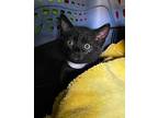 Mad Catter Domestic Shorthair Kitten Female