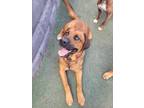 Adopt Kong a Tan/Yellow/Fawn Cane Corso / Bernese Mountain Dog dog in Kelowna