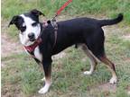 Adopt Max a Black - with White Blue Heeler / Collie / Mixed dog in Rocky Hill