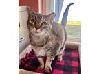 Adopt Finley a Brown Tabby Domestic Shorthair / Mixed Breed (Medium) / Mixed