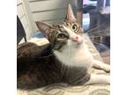 Adopt Max a Brown Tabby Domestic Shorthair / Mixed Breed (Medium) / Mixed (short