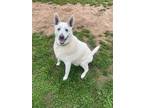 Adopt Justice a White Shepherd (Unknown Type) / Mixed Breed (Medium) / Mixed dog