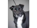 Adopt Rosa a Black Golden Retriever / Mixed Breed (Medium) / Mixed (short coat)