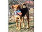 Adopt Frazier a Tan/Yellow/Fawn - with Black Beagle / Mixed dog in Shippenville