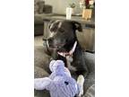 Adopt Shadow a Black - with White Mixed Breed (Large) / Mixed dog in Barre