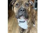 Adopt Aries a Brindle Mixed Breed (Medium) / Mixed dog in Barre, VT (41027684)