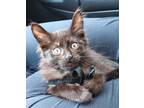 Adopt Wolverine a Spotted Tabby/Leopard Spotted Maine Coon cat in Ocala