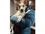 Adopt Lily a Labrador Retriever / Husky dog in Brewster, NY (41027409)