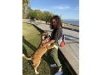 Adopt Dakota a Red/Golden/Orange/Chestnut - with White German Shepherd Dog dog