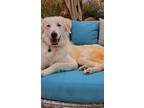 Adopt Theodore a White Akbash / Maremma Sheepdog dog in Bellingham