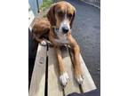 Adopt Benson a Red/Golden/Orange/Chestnut - with White Foxhound / Mixed dog in