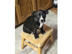 Adopt Fonzie a Black - with White Pit Bull Terrier / Mixed dog in Heber Springs